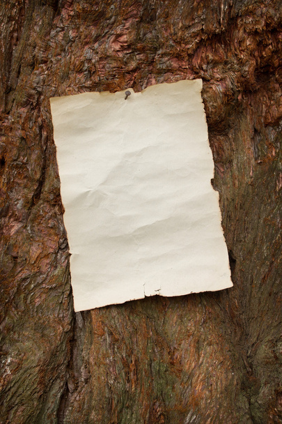 Carta antica bianca inchiodata ad un albero
 - Foto, immagini