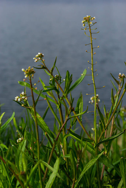 Capsella bursa-pastoris, known as shepherd's bag. Widespread and common weed in agricultural and garden crops. Medicinal plant in natural environment. - Photo, Image