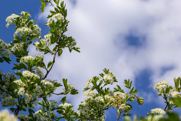 Close-up of a branch of midland hawthorn or crataegus laevigata with a blurred background photographed in the garden of herbs and medicinal plants. - Foto, Imagen