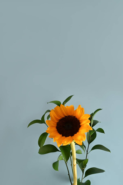 Beautiful sunflowers with leaves on light blue background. Flat lay, top view, copy space, natural background. - Fotoğraf, Görsel