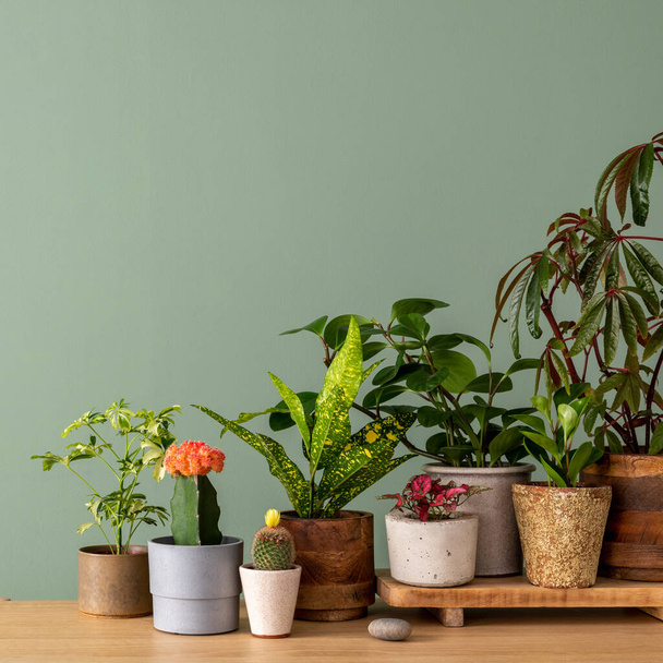 Stylish composition of home garden interior filled a lot of beautiful plants, cacti, air plant in different design pots. Green wall. Template. Home gardening concept Home jungle. Copy space. - Valokuva, kuva