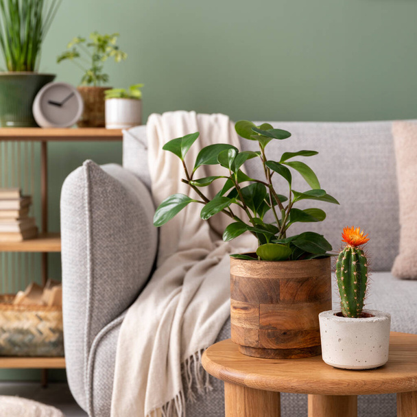 Stylish composition of cozy living room interior with design poster frames, plants, beige sofa, plaid and personal accessories in green home decor. Template. Green wall with a frame. Template. - Fotoğraf, Görsel