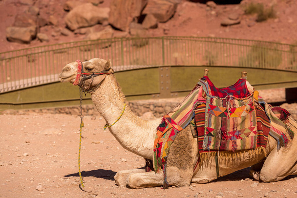 Beautiful decorated camel smiling, close-up portrait, desert of Jordan - Φωτογραφία, εικόνα