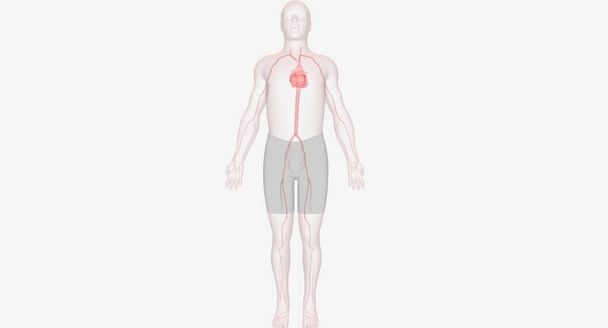 Krew jest pompowana w całym układzie tętniczym, aby zapewnić tlen i składniki odżywcze do każdej części ciała. Renderowanie 3D - Zdjęcie, obraz