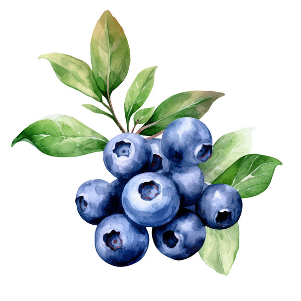 Watercolor Blueberries Illustration. Hand-drawn fresh food design element isolated on a white background. - Vettoriali, immagini