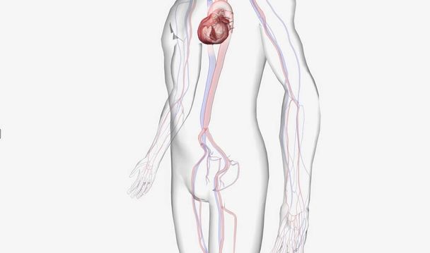 De IABP biedt hulp tijdens cardiogene shock, een ernstige aandoening die optreedt wanneer het hart niet in staat is om genoeg bloed naar de rest van het lichaam te pompen. 3D-weergave - Foto, afbeelding