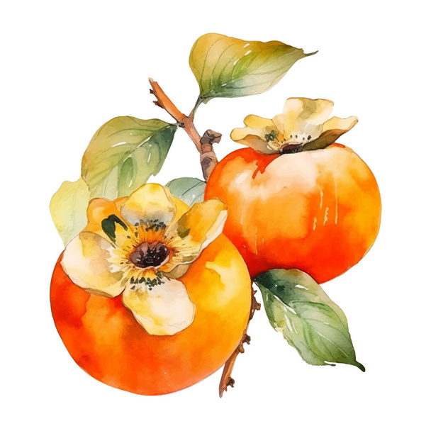 水彩柿のイラスト。白を基調とした手描きの生鮮食品のデザイン要素. - ベクター画像
