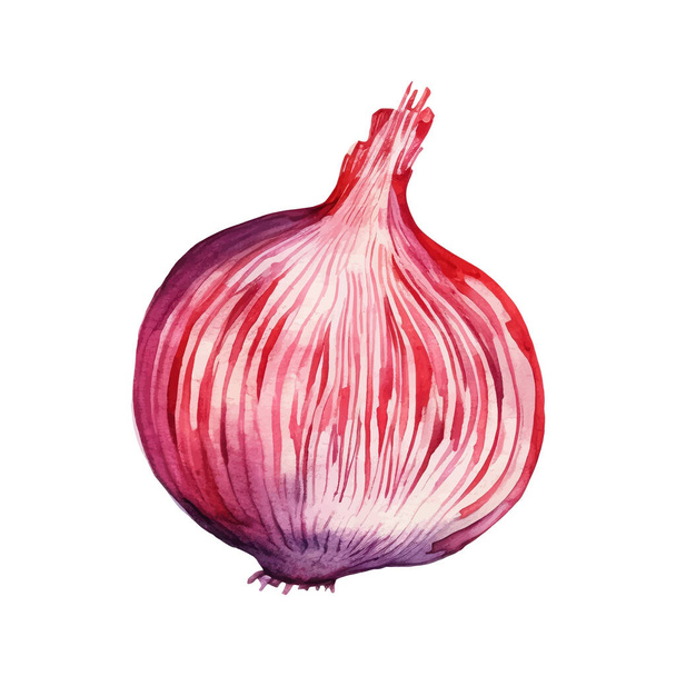 Aquarell Rote Zwiebelscheibe Illustration. Handgezeichnetes Designelement für frische Lebensmittel isoliert auf weißem Hintergrund. - Vektor, Bild
