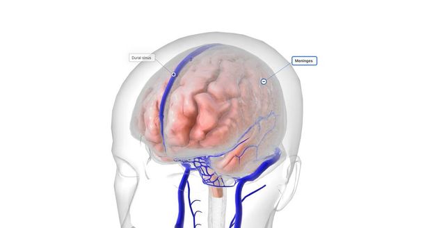 Le cerveau est protégé par trois couches de tissus appelés méninges. Ils sont entourés d'artères qui apportent de l'oxygène au cerveau et de veines qui transportent du sang désoxygéné hors du cerveau. rendu 3D - Photo, image