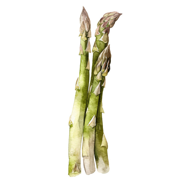 Watercolor Asparagus Illustration. Hand-drawn fresh food design element isolated on a white background. - Vetor, Imagem
