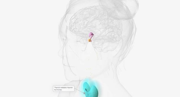 La normale produzione di ormoni tiroidei rendering 3D - Foto, immagini