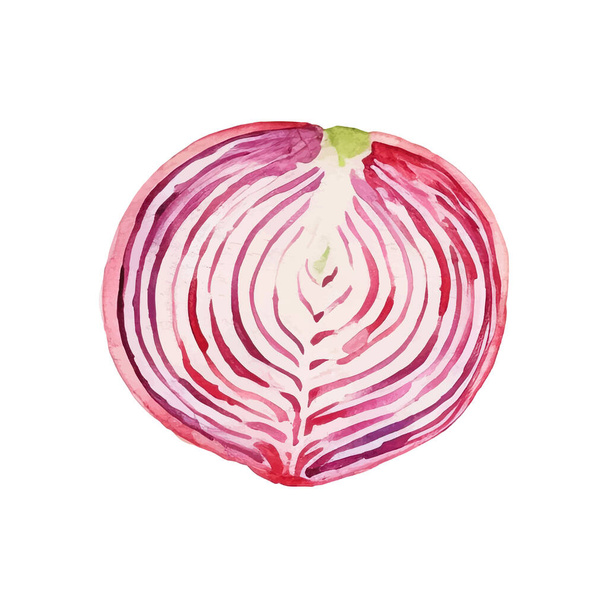 Watercolor Red onion slice Illustration. Hand-drawn fresh food design element isolated on a white background. - Vektor, Bild