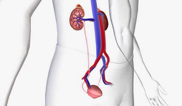 腎臓結石は尿路を通って旅行するときに苦痛になることができますが、通常持続的な損傷を引き起こすことはありません。3Dレンダリング - 写真・画像