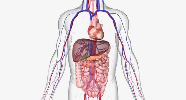 Hipoglikemia lub niski poziom cukru we krwi jest stanem charakteryzującym się obniżonym poziomem glukozy we krwi. Renderowanie 3D - Zdjęcie, obraz