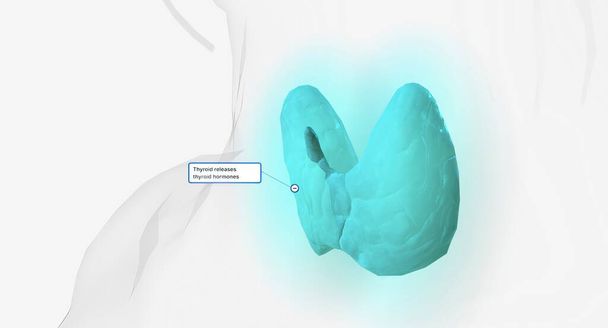 La normale produzione di ormoni tiroidei rendering 3D - Foto, immagini