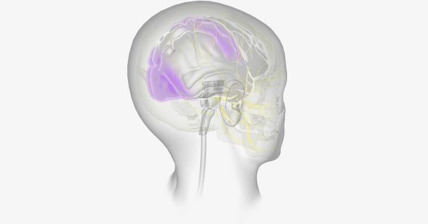 La migraine avec aura peut être causée par une réduction de l'oxygène dans certaines parties du cerveau. rendu 3D - Photo, image