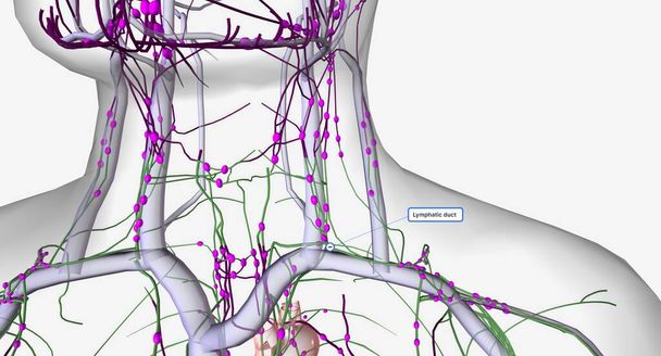 Лімфатична система це мережа органів, тканин, судин і вузлів, які фільтрують лімфу по всьому тілу. 3D візуалізація
 - Фото, зображення