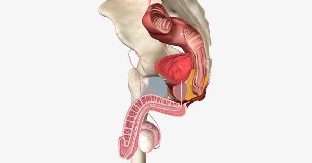Le bassin osseux est composé du sacrum et des deux os de la hanche, qui sont constitués de l'ilium, de l'ischium et du pubis. rendu 3D - Photo, image