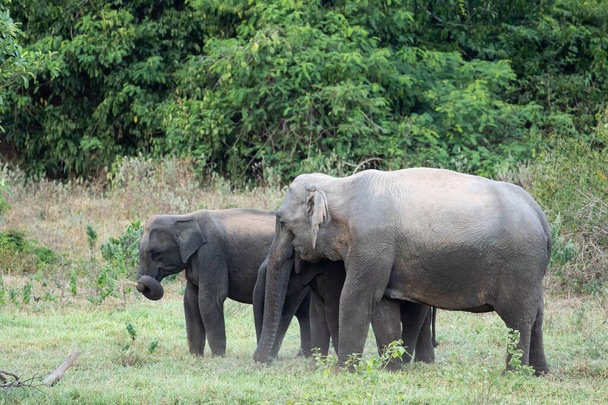 L'éléphant d'Asie est grand cinq mammifères en Thaïlande. c'est un animal sauvage qui se trouve dans les basses terres. Dans le groupe ont des hommes et des femmes adultes . - Photo, image