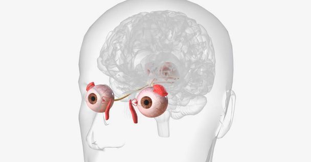 Das visuelle System umfasst die Augen, Sehnerven, Sehtrakte und den visuellen Kortex. 3D-Rendering - Foto, Bild