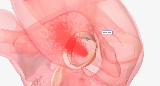 Клапан аорты представляет собой клапан в сердце между левым желудочком, главной насосной камерой и аортой, кровеносным сосудом, отвечающим за доставку крови во все части тела. 3D рендеринг - Фото, изображение