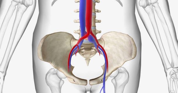 Le syndrome de May Thurner est une compression de la veine iliaque commune gauche entre l'artère iliaque commune droite et la 5e vertèbre lombaire de la colonne vertébrale. rendu 3D - Photo, image