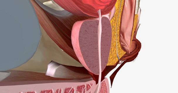 Le bassin osseux est composé du sacrum et des deux os de la hanche, qui sont constitués de l'ilium, de l'ischium et du pubis. rendu 3D - Photo, image