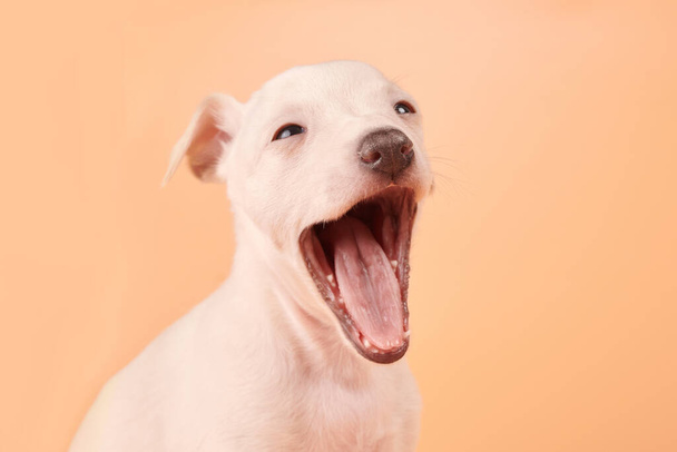 Portrait of cute Italian Greyhound puppy yawning isolated on orange studio background. Small sleepy beagle dog white beige colo - Foto, afbeelding