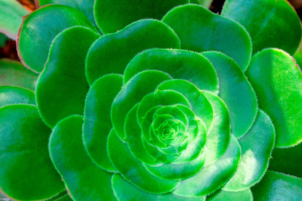 Κοντινό πλάνο των πράσινων ροζετών του Succulent Geometric. Πράσινο Saucer Παχύρευστο φυτό με παγόδα σε σχήμα corolla. Οικιακό εργοστάσιο Aeonium urbicum - Φωτογραφία, εικόνα