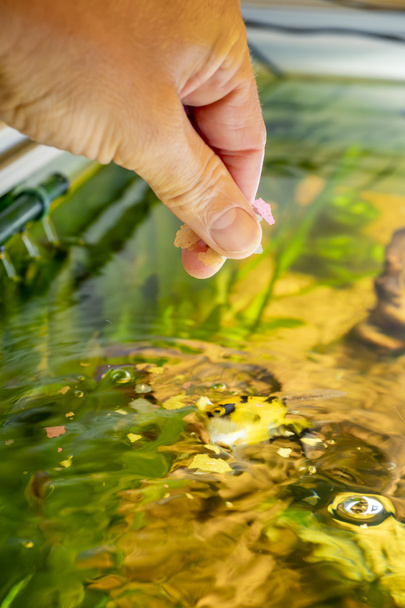 selective focus of a hand feeding aquarium fishes with blurred background - Photo, Image