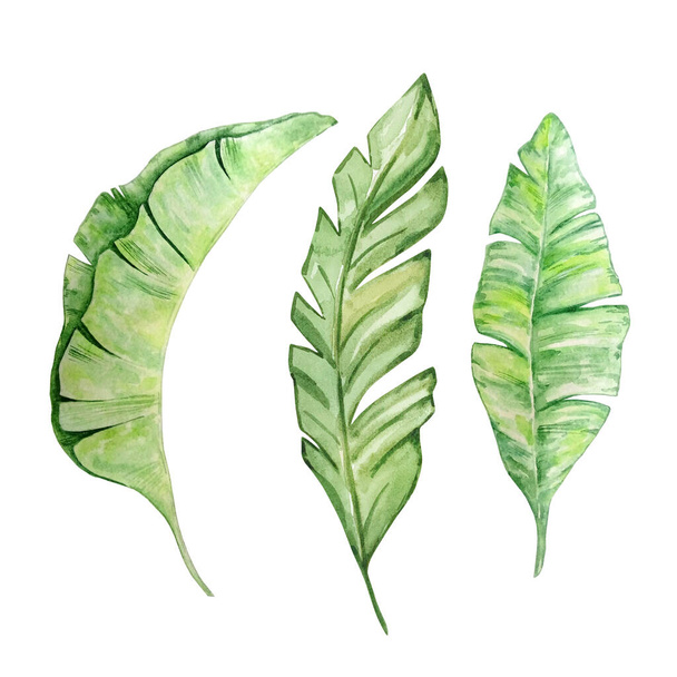 Watercolor bright green tropical leaves, for summer designs - Фото, изображение