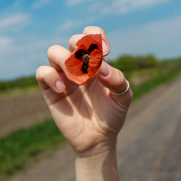道路や畑を背景に、赤いポピーの花を手にした女性の手のクローズアップは、思い出と希望を象徴しています。 - 写真・画像
