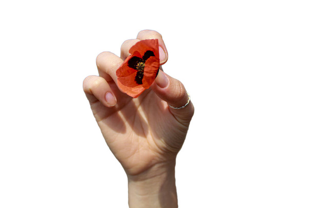 Un primo piano della mano di una donna che tiene un fiore di papavero rosso, che simboleggia memoria e speranza, isolato su uno sfondo bianco per il design - Foto, immagini