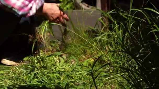 Woman clearing weeds and long grass from garden slow motion zoom selective focus - Footage, Video