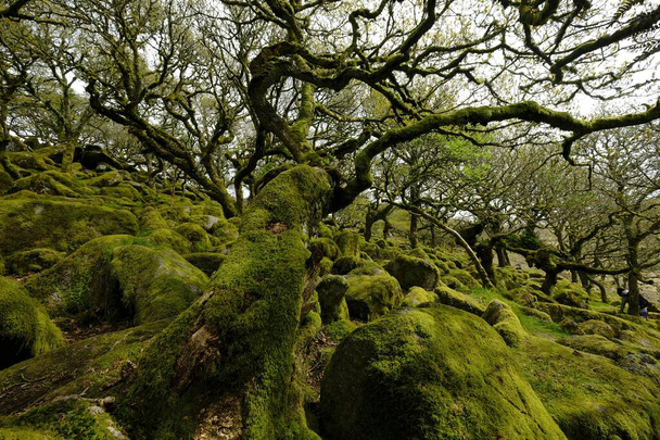 Wistman's Wood, Dartmoor National Park, Old Oaks, Devon, United Kingdom, Europe - Фото, зображення