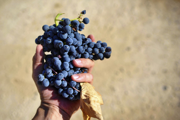 Вино врожаю
 - Фото, зображення