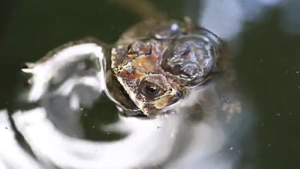 Bufo melanostictus, ασιατικοί κοινοί βάτραχοι ζευγαρώνουν στο νερό, Ιάβα Ινδονησία - Πλάνα, βίντεο