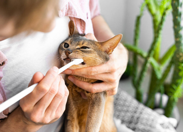 Tandenborstel voor dieren. Blanke blanke man in een roze shirt poetst tanden van een mooie blauwe Abessijn kat thuis. Dierhygiëne- en dierenverzorgingsconcept. Sluitingsdatum. - Foto, afbeelding