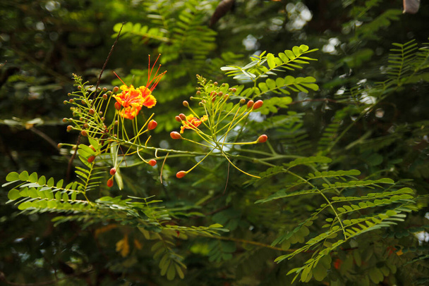 Peacock λουλούδι atau Caesalpinia pulcherrima, είναι ένα τροπικό αειθαλές μικρό δέντρο της οικογένειας Caesalpiniaceae. Ανθισμένα φυτά με όμορφα και εντυπωσιακά πορτοκαλί και κόκκινα χρώματα, αποτελούν πηγή τροφής για τις μέλισσες και τις πεταλούδες. - Φωτογραφία, εικόνα