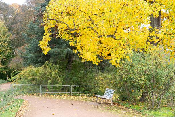 асфальтована дорога в осінньому парку з золотим листям
 - Фото, зображення