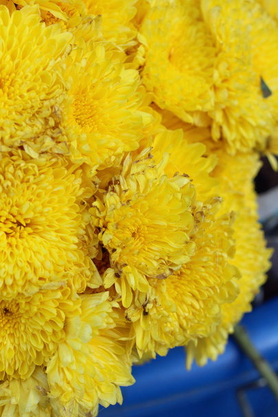 Цветки Хризантемы
 - Фото, изображение