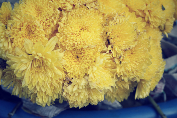 Flores de crisântemo
 - Foto, Imagem