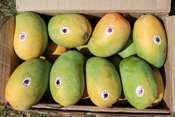 Doos Mango 's met speciale Gir Kesar mango. Koning van fruit Mango. Mango achtergrond - Foto, afbeelding