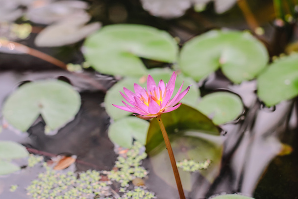 Lotus - Foto, Bild