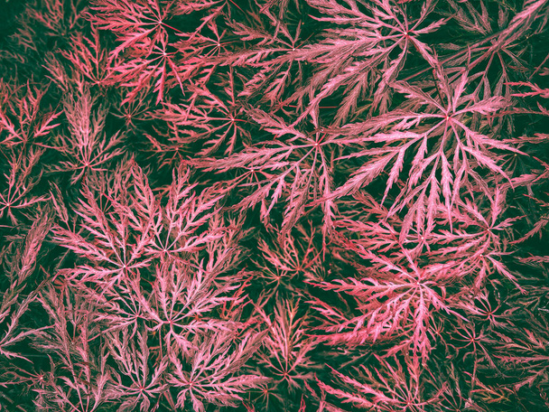 Verde Japonês Maple texturizado fundo. Acer Palmatum ou Palmate Mapple Garden Plant - Foto, Imagem