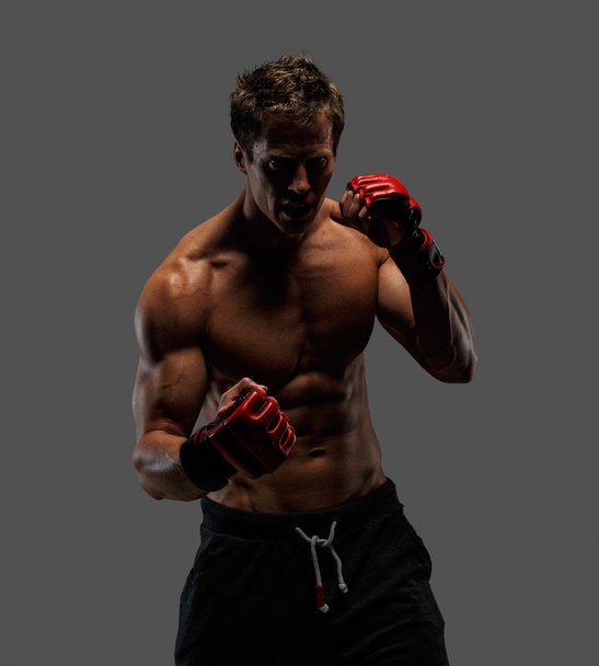 Boxer posing in studio. - Photo, Image