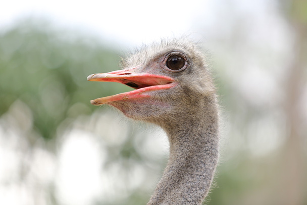 large ostrich head - Photo, Image