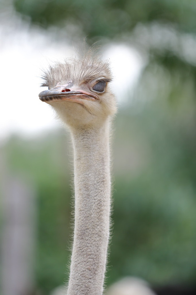 large ostrich head - 写真・画像
