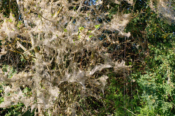 クモのダニの木。植物病気 - 写真・画像