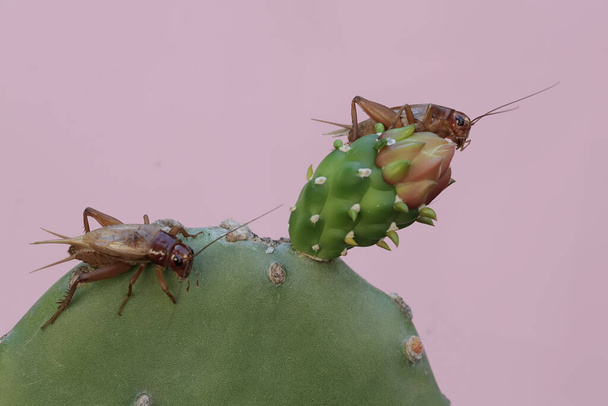 Two field crickets are eating a prickly pear cactus flower. This insect has the scientific name Gryllus campestris. - Photo, Image